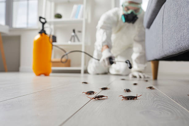 Post-Treatment Bed Bug Interceptor Monitoring in Dawson Springs